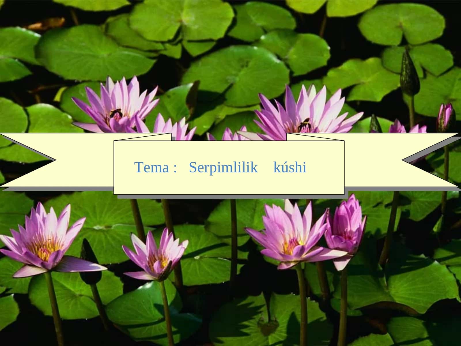 Serpimlilik kúshi 1