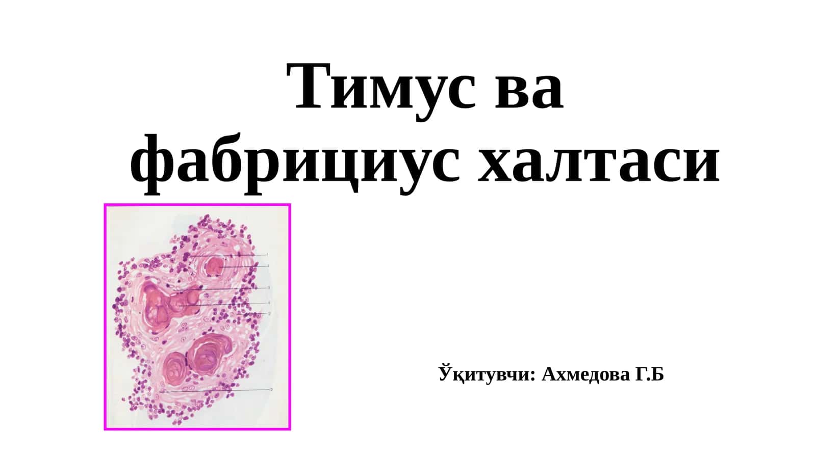 Тимус ва фабрицияси халтаси 1