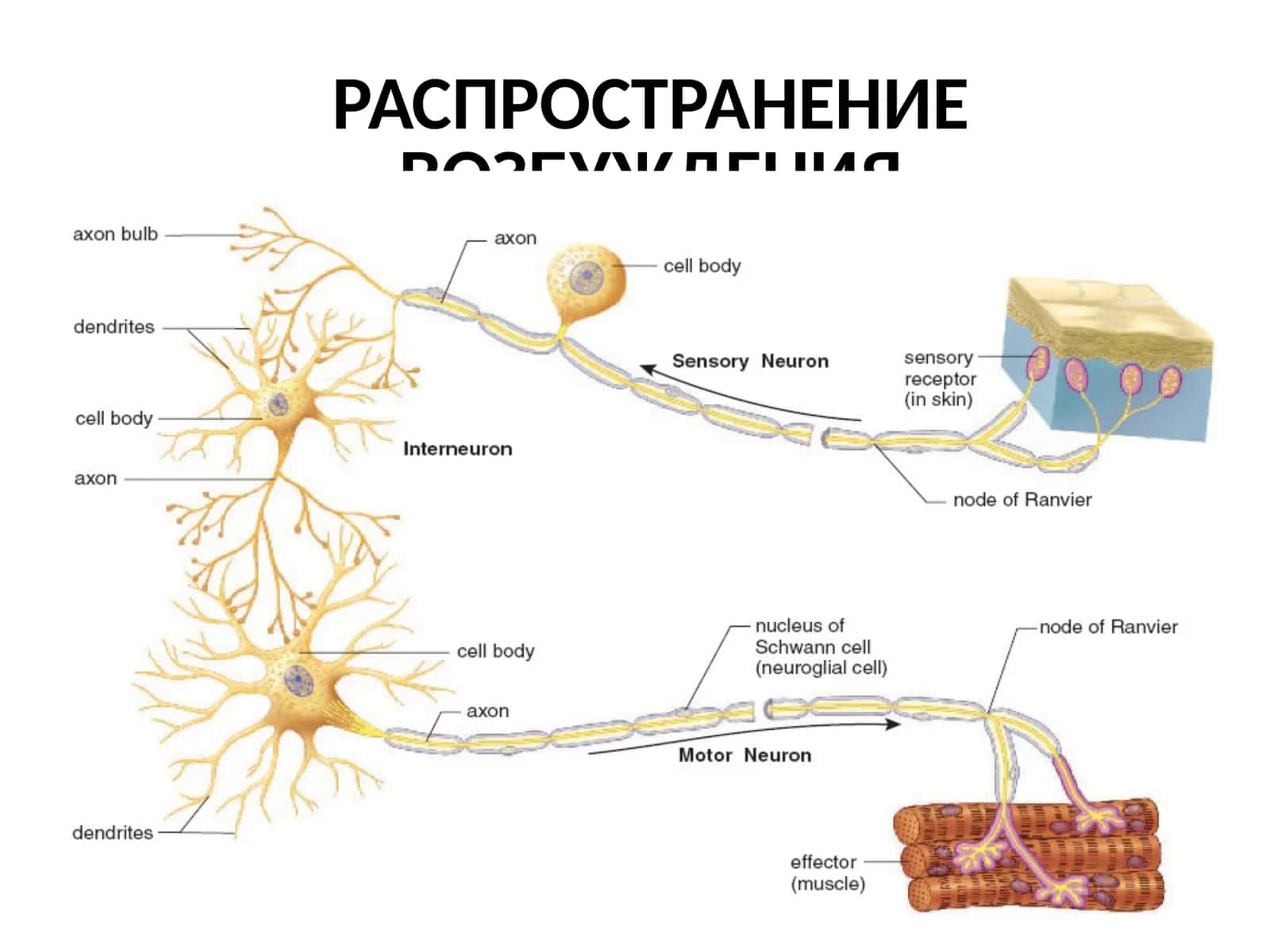 РАСПРОСТРАНЕНИЕ ВОЗБУЖДЕНИЯ 1