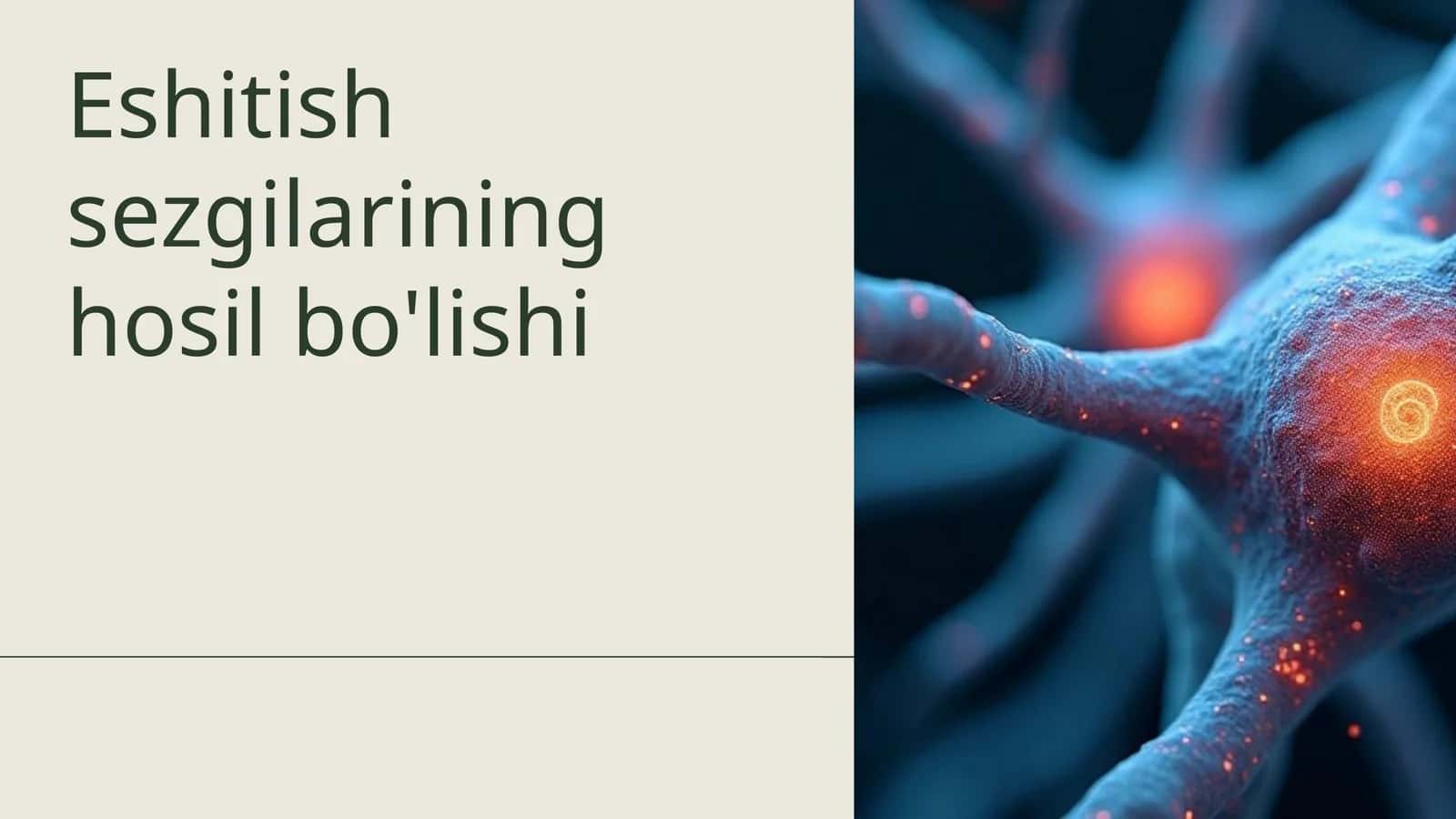 Eshitish sezgilarining hosil bo'lishi 1