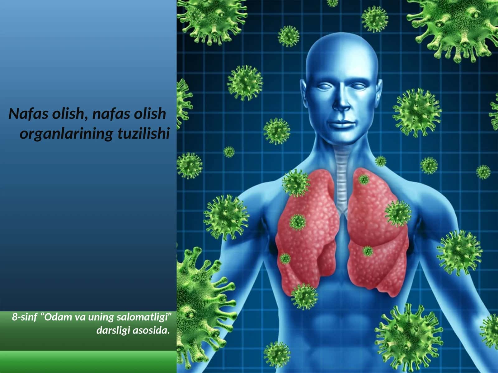 Nafas olish organlarining tuzilishi 1