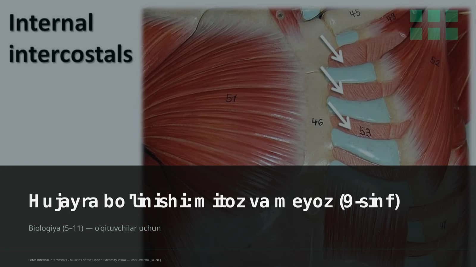 Hujayra bo'linishi: mitoz va meyoz (9-sinf) 1