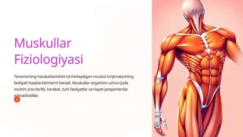 Muskullar Fiziologiyasi 1