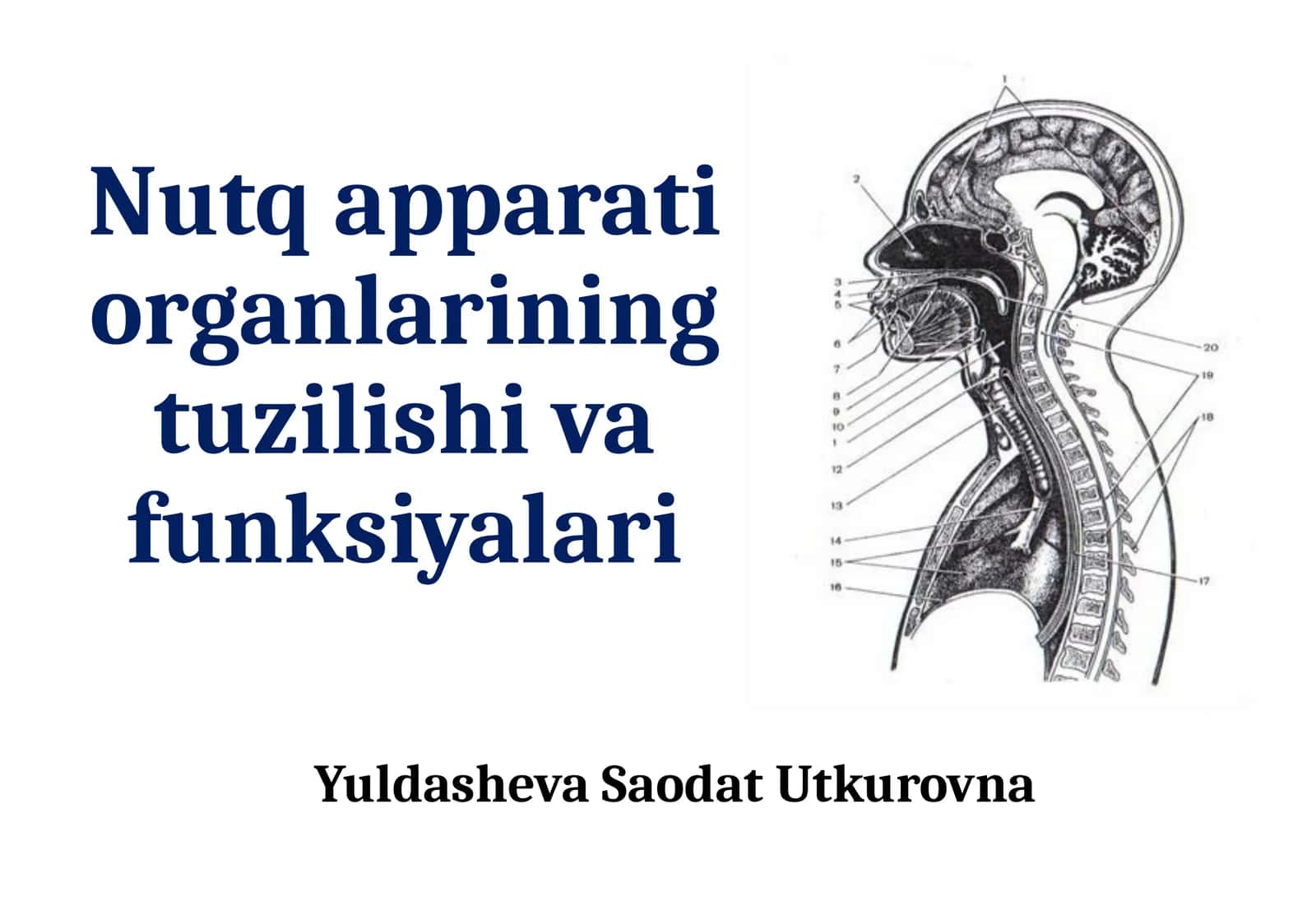 Nutq apparati organlarining tuzilishi va funksiyalari 1