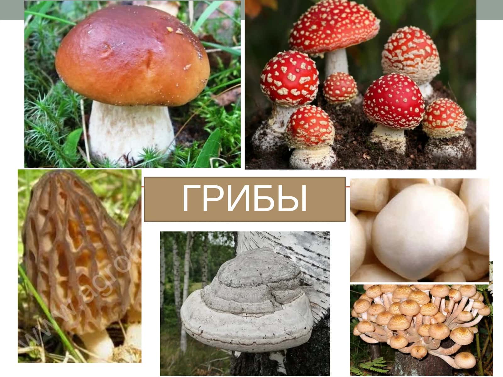 Царство грибы 1