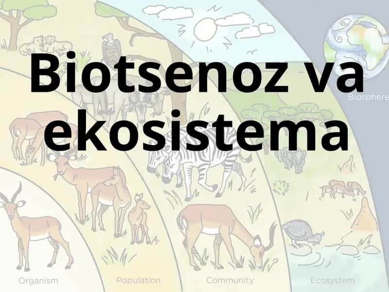 Biotsenoz va ekosistema 1