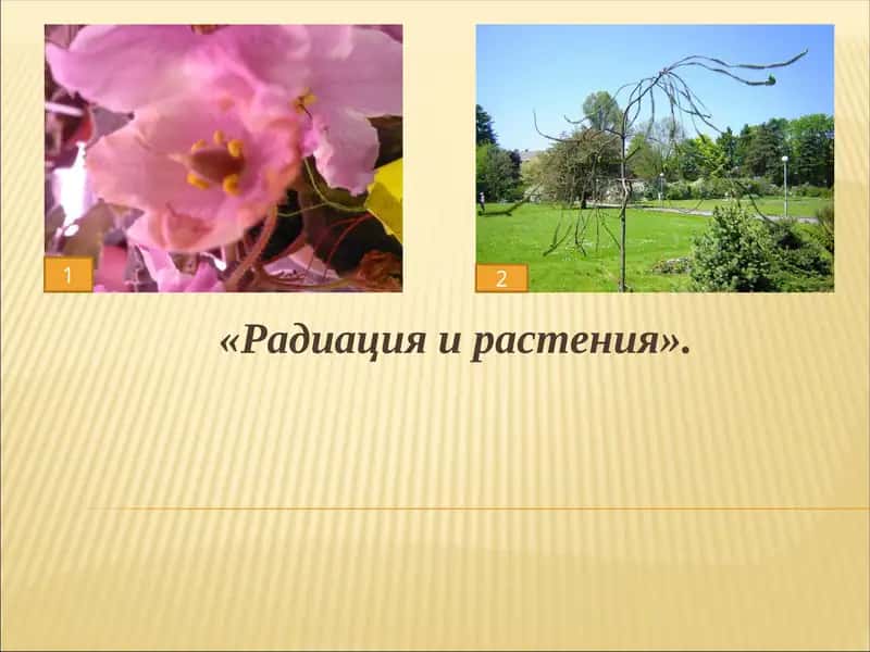 Радиация и растения 1