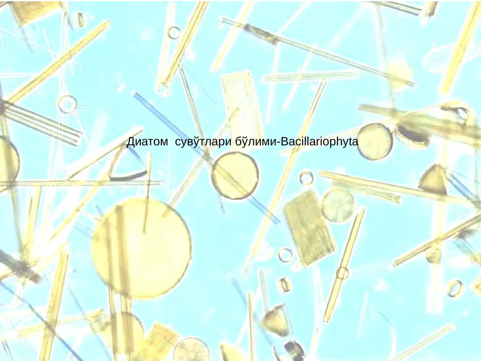 Диатом сувўтлари бўлими-Bacillariophyta 1