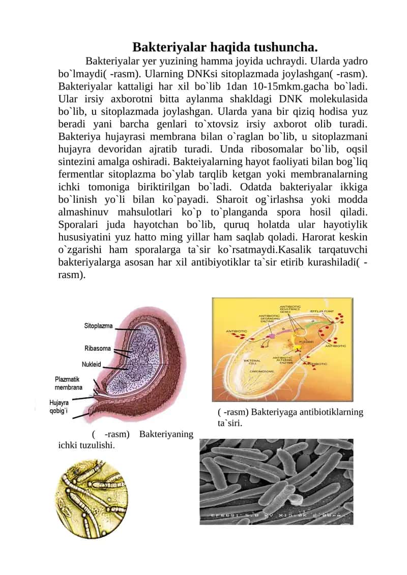 Bakteriyalar haqida tushuncha 1