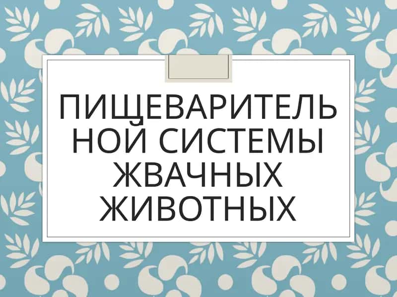 Пищеварительной системы жвачных животных 1