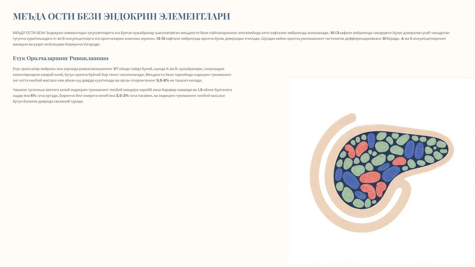 МЕЪДА ОСТИ БЕЗИ ЭНДОКРИН ЭЛЕМЕНТЛАРИ 1