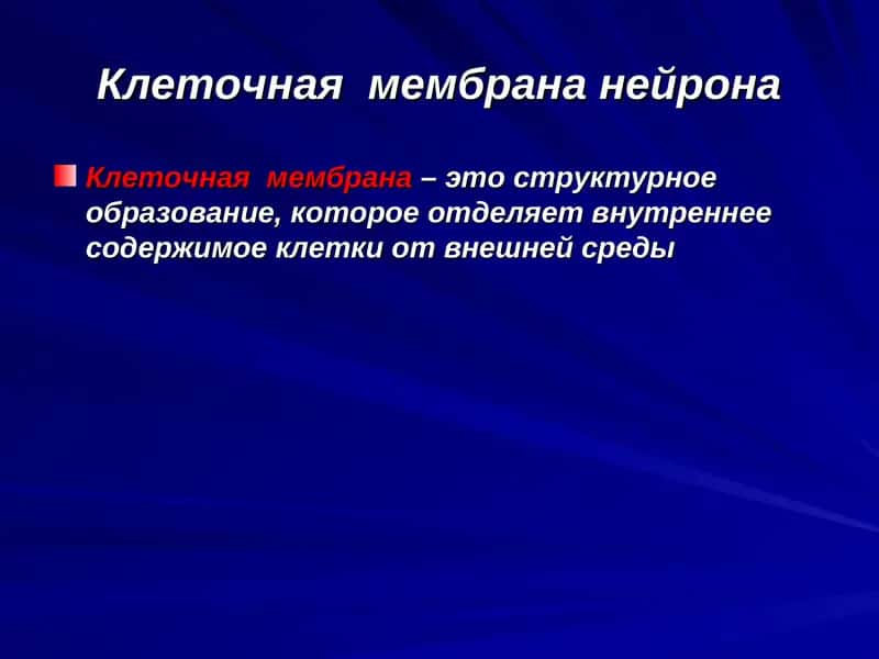 Клеточная мембрана нейрона 1