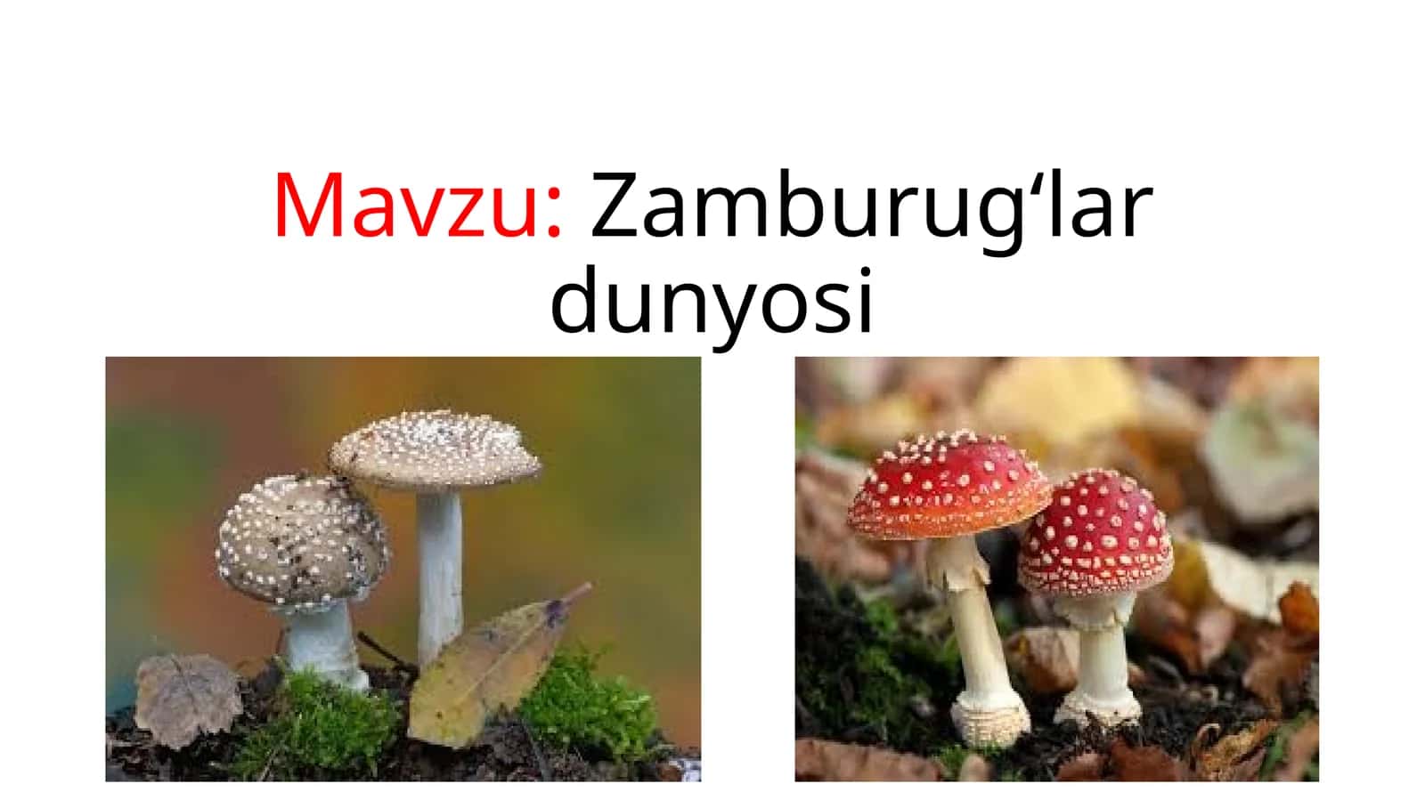 zamburug'lar 1