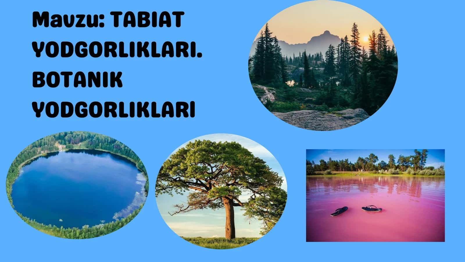 TABIAT YODGORLIKLARI. BOTANIK YODGORLIKLARl 1