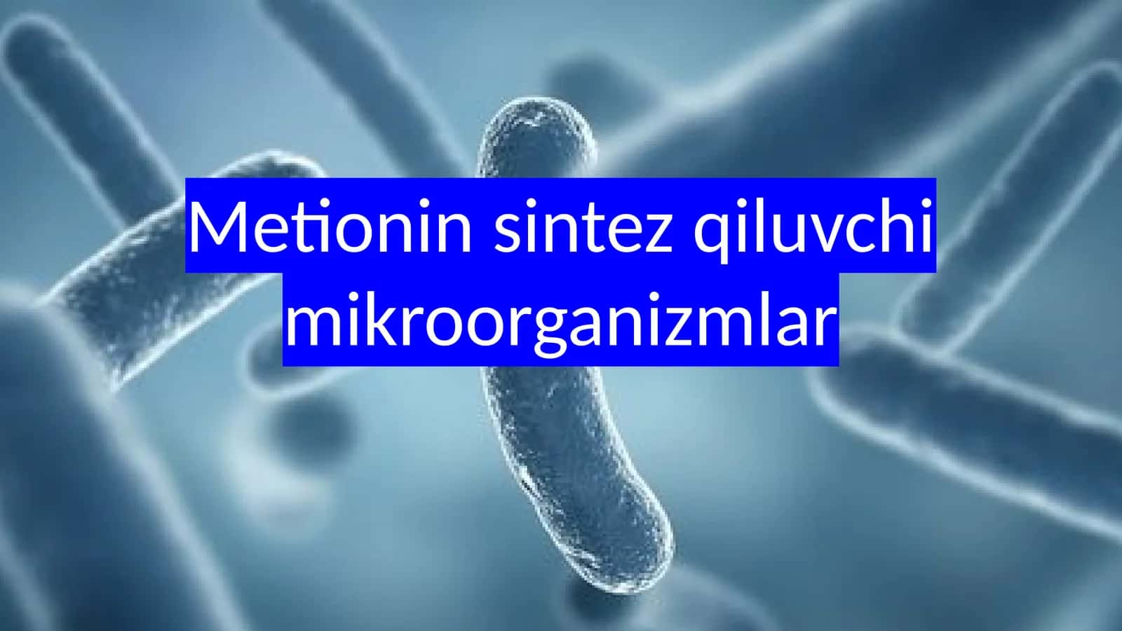 Metionin sintez qiluvchi mikroorganizmlar 1