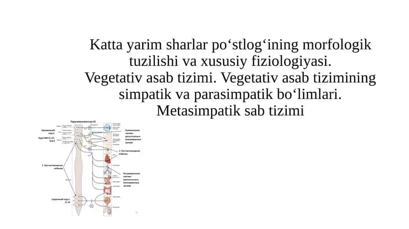 Avtonom nerv tizimi 1