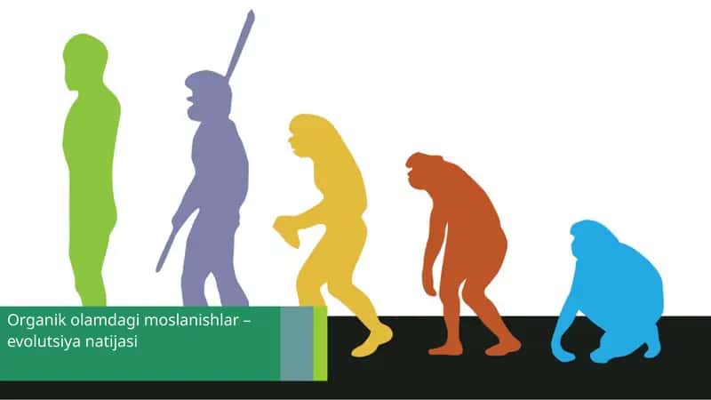 Organik olam dagi moslanishlar – evolutsiya natijasi 1