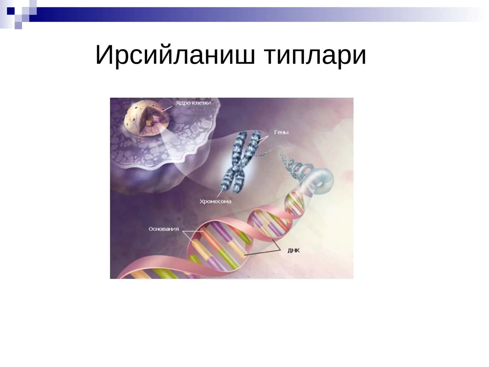 Ирсийланиш типлари 1