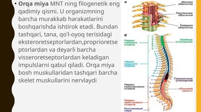 Orqa Miya 1