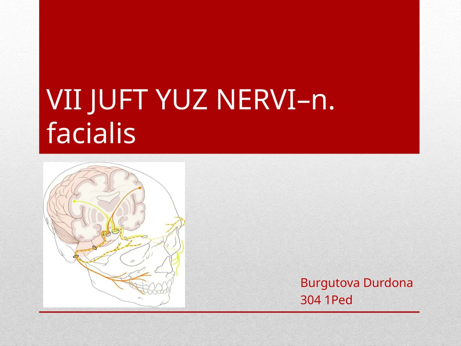 VII JUFT YUZ NERVI–n.facialis 1