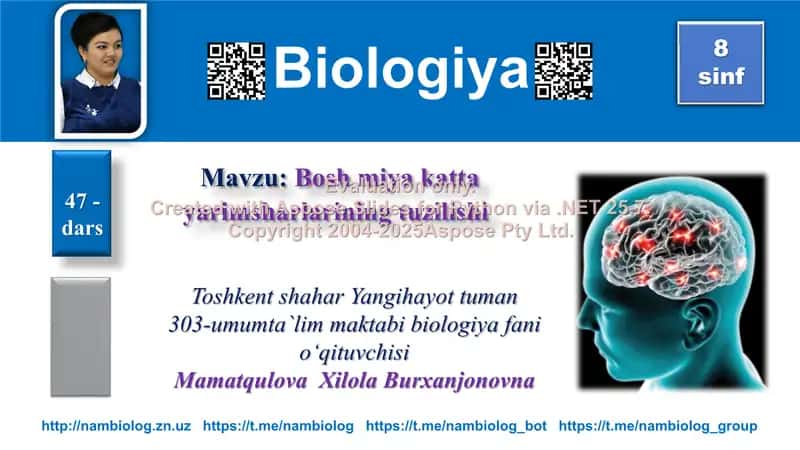 Bosh miya katta yarimsharlarining tuzilishi 1