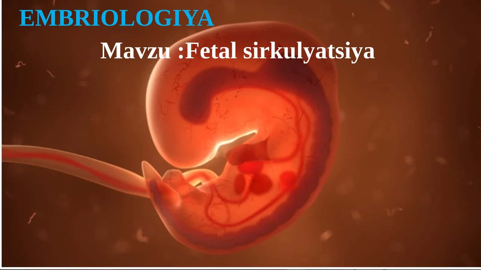 Fetal sirkulyatsiya 1