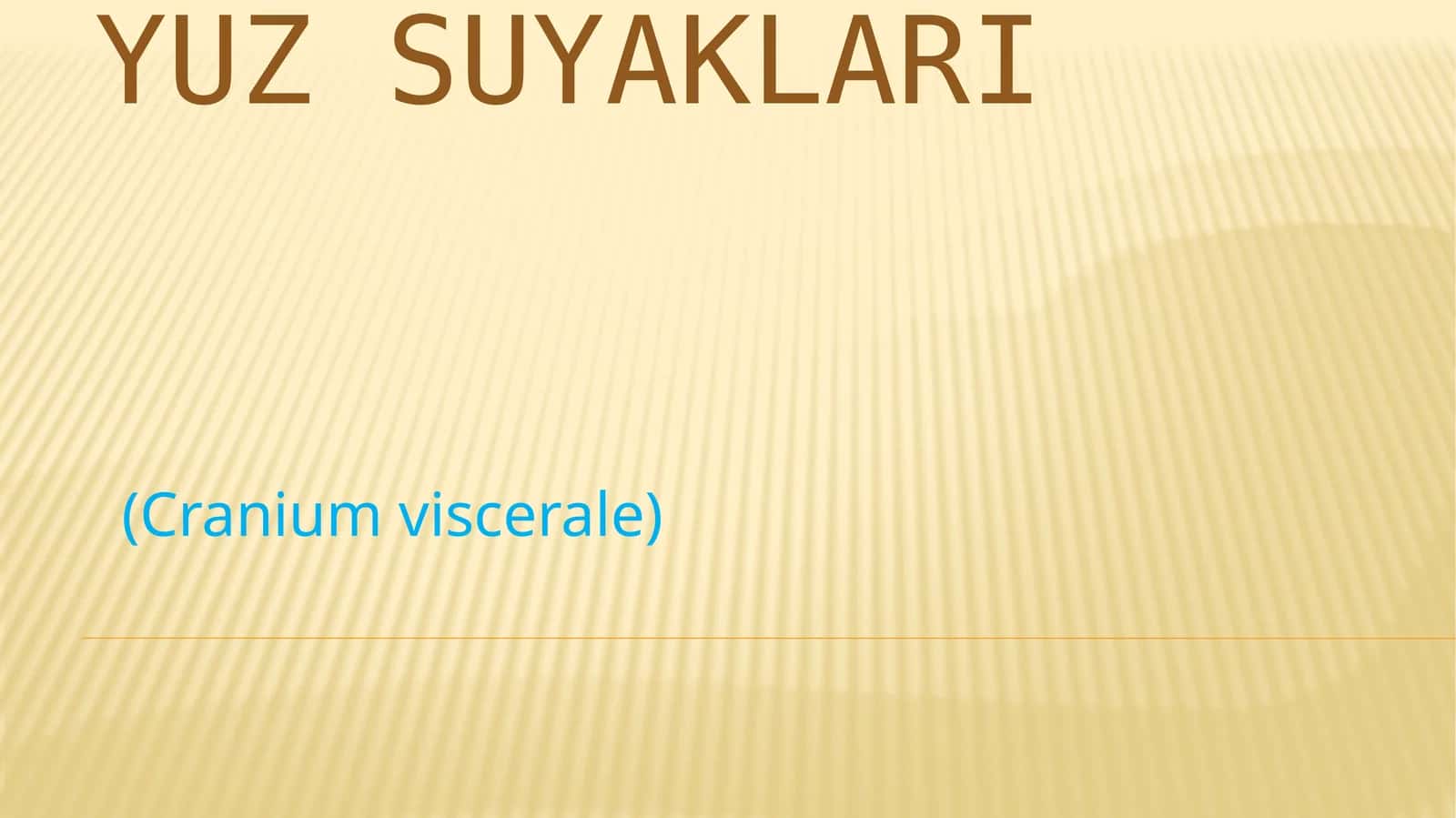 Yuz suyaklari 1