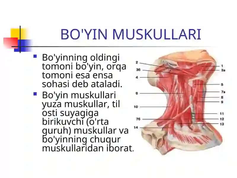 BO'YIN MUSKULLARI