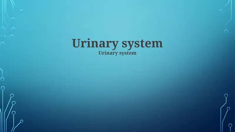 Urinary system 1