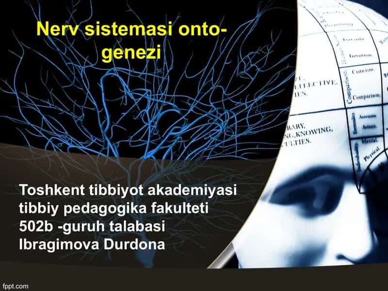 Nerv sistemasi ontogenezi 1