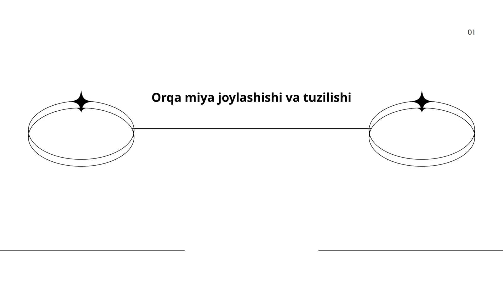 Orqa miya joylashishi va tuzilishi 1