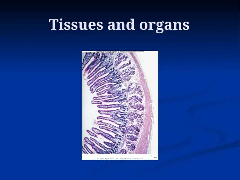 Organization of Your Body 1