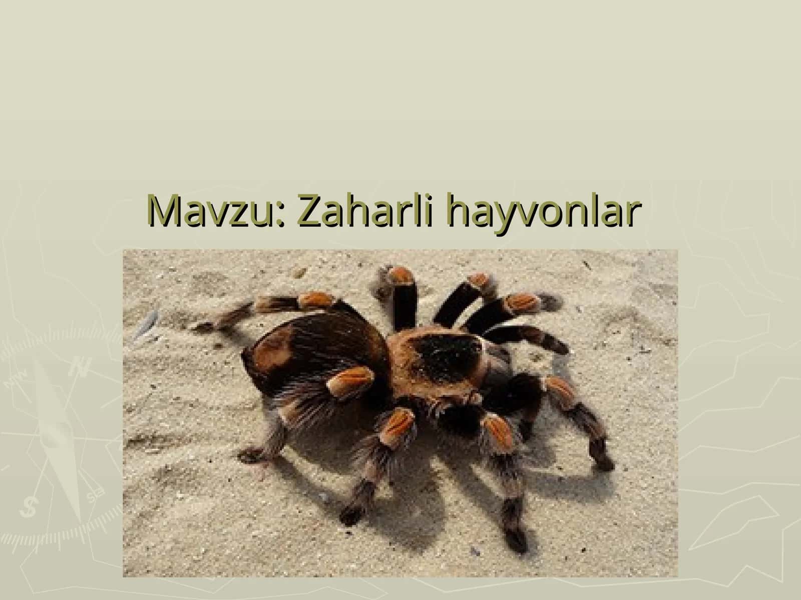 Zaharli hayvonlar 1