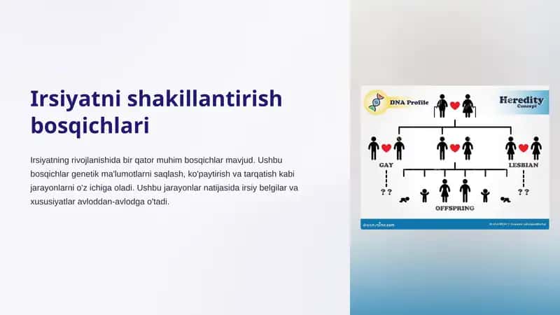 Irsiyatni shakillantirish bosqichlari 1