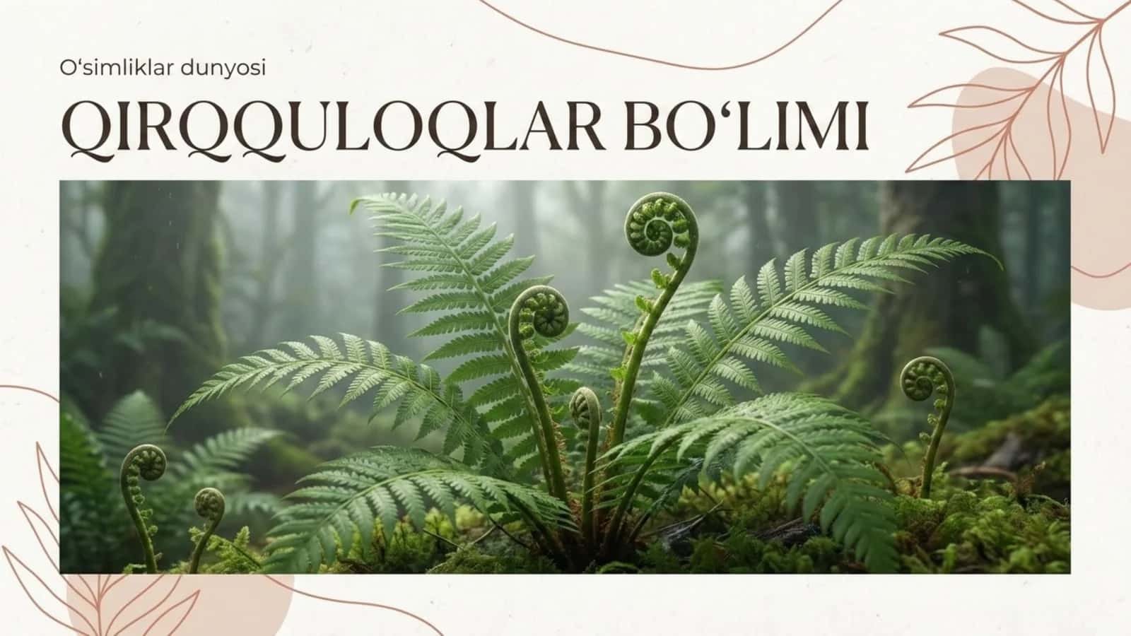 Qirqquloqlar bo'limi 1