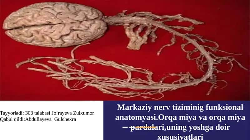 Markazi nervtizimining funksional anatomiyasi 1