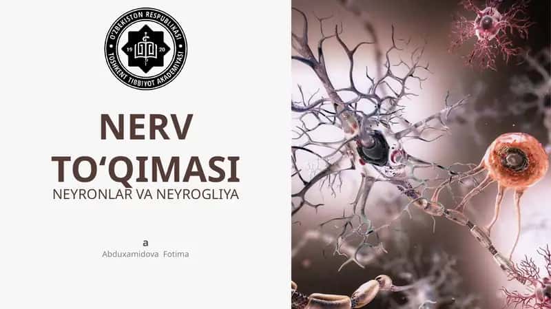 NERV TO‘QIMASI 1