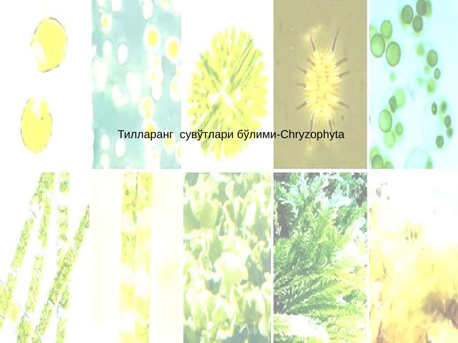 Тилларанг сувўтлари бўлими-Chryzophyta 1