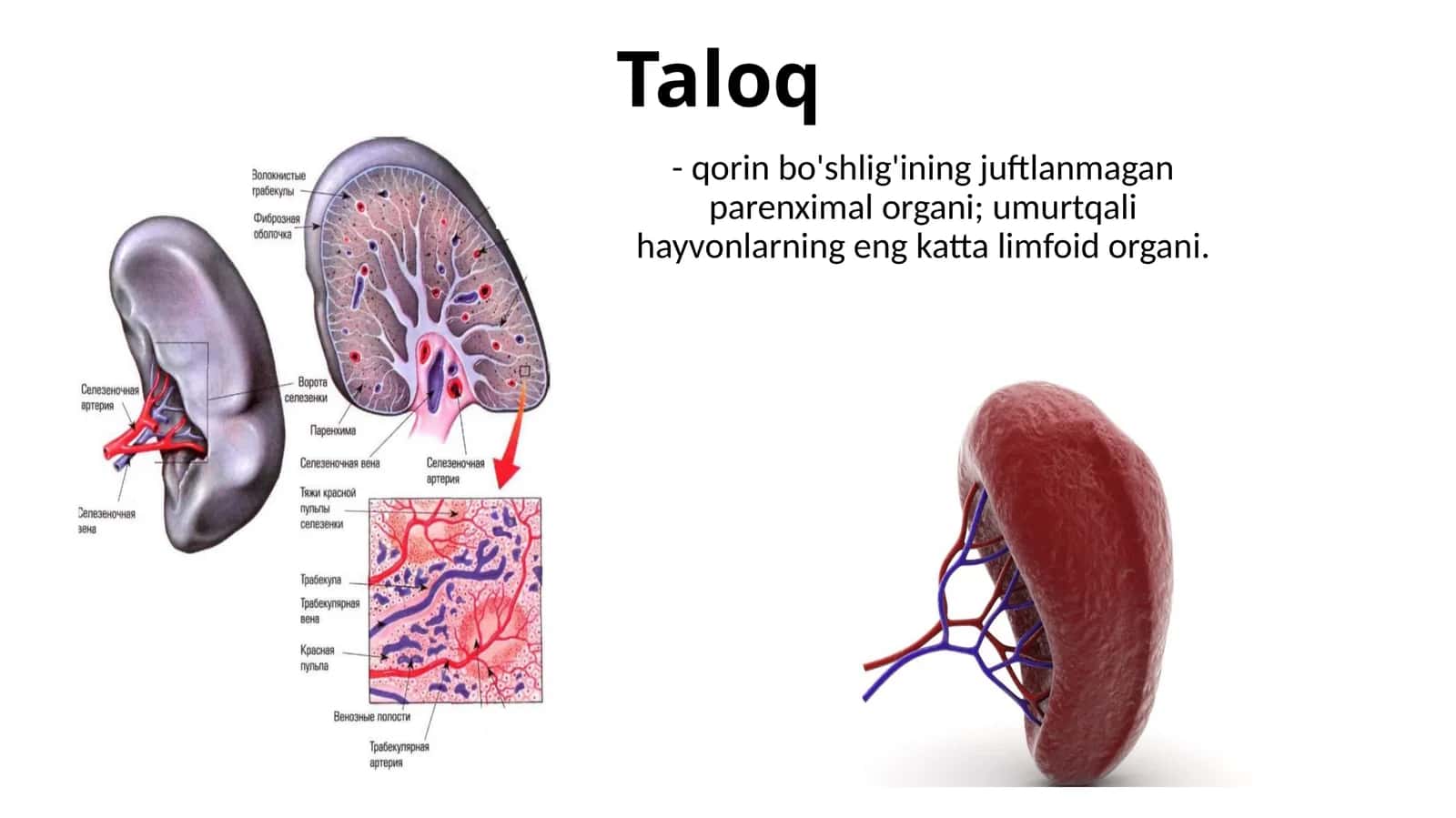 Taloq 1