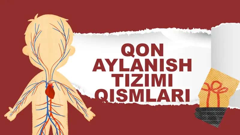 QON AYLANISH TIZIMI QISMLARI 1