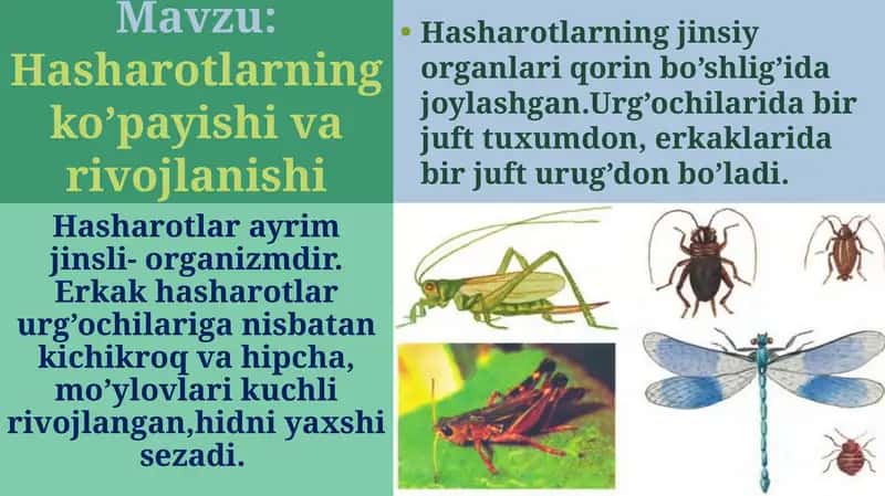 Hasharotlarning ko’payishi va rovojlanishi 1