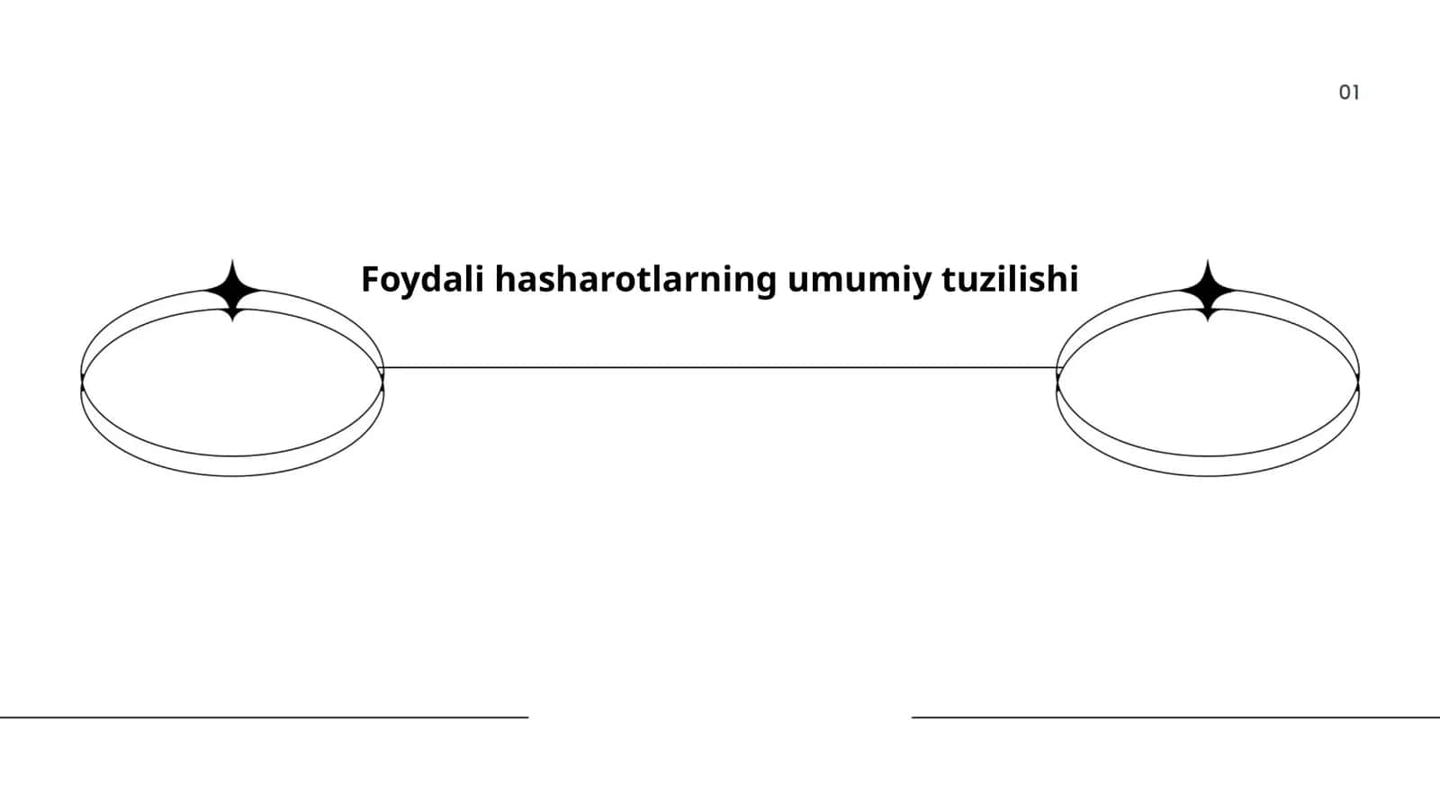 Foydali hasharotlarning morfologiyasi 1