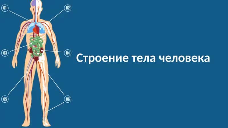 Строение тела человека 1