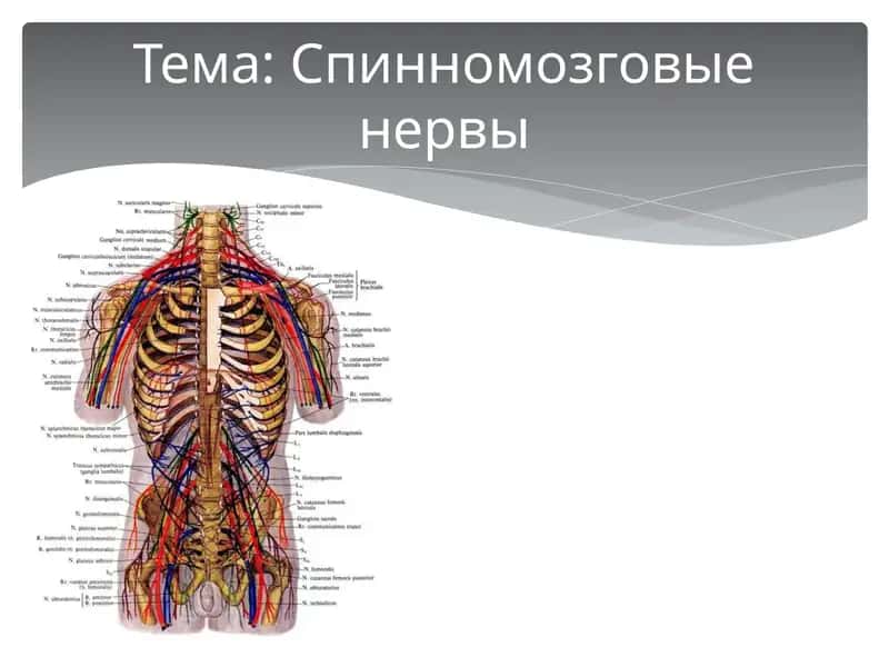 Спинномозговые нервы 1