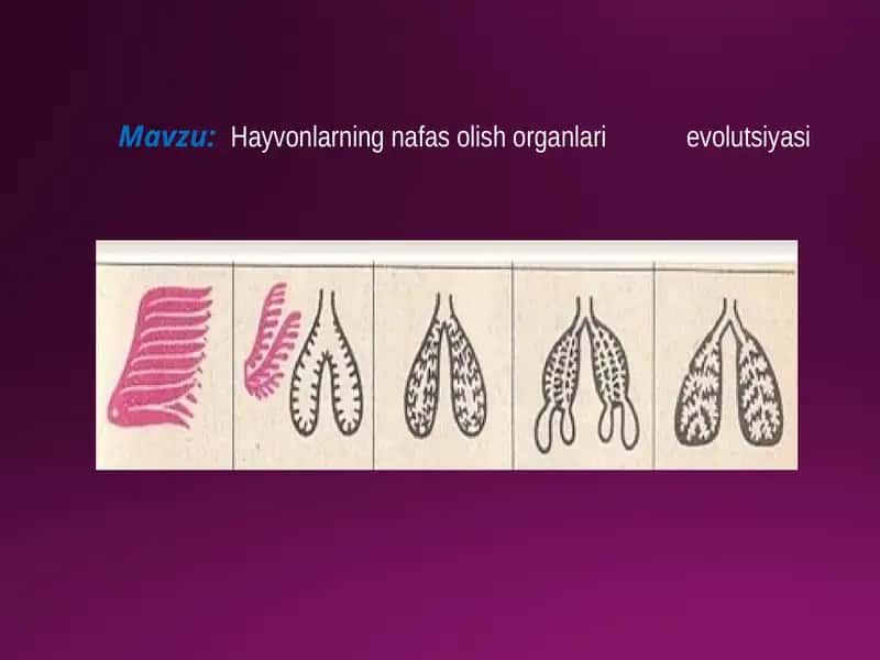 Hayvonlarning nafas olish organlari evolutsiyasi 1