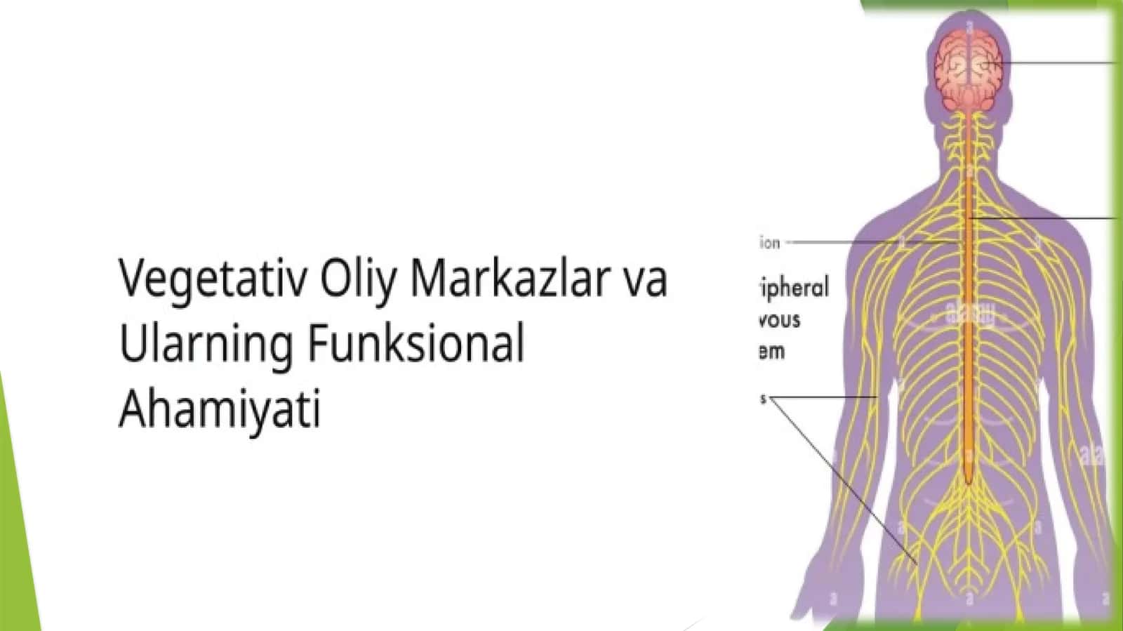 Vegetativ oliy markazlar va ularning funksional ahamiyati 1