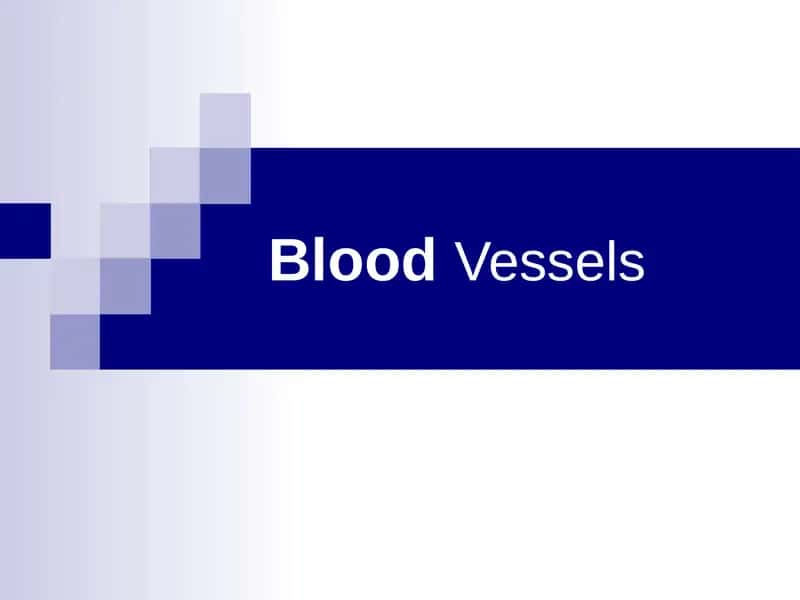 Blood Vessels 1