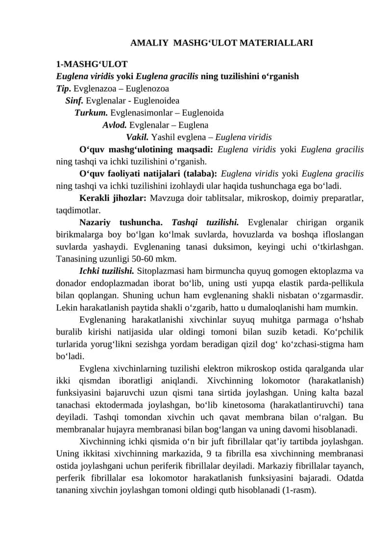 Euglena viridis yoki Euglena gracilis 1