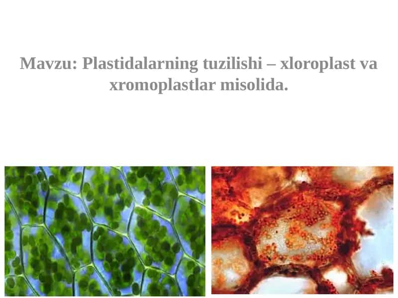 Plastidalarning tuzilishi – xloroplast va xromoplastlar misolida 1