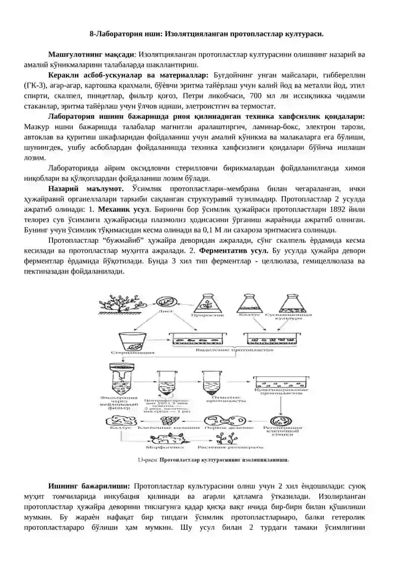 Изолятцияланган протопластлар култураси.